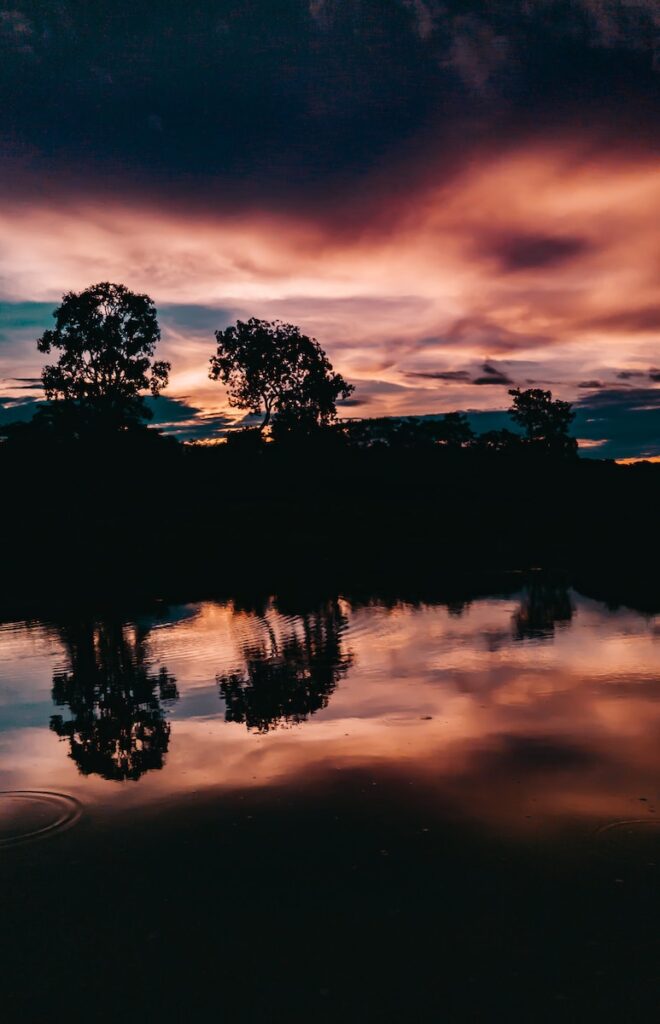 forest near body of water at sunset